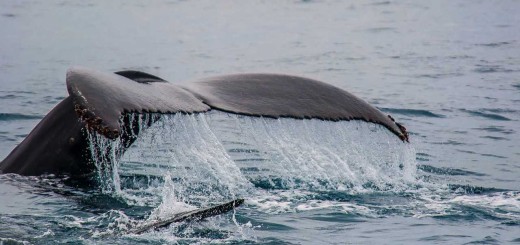 avvistamento balene guadalupa